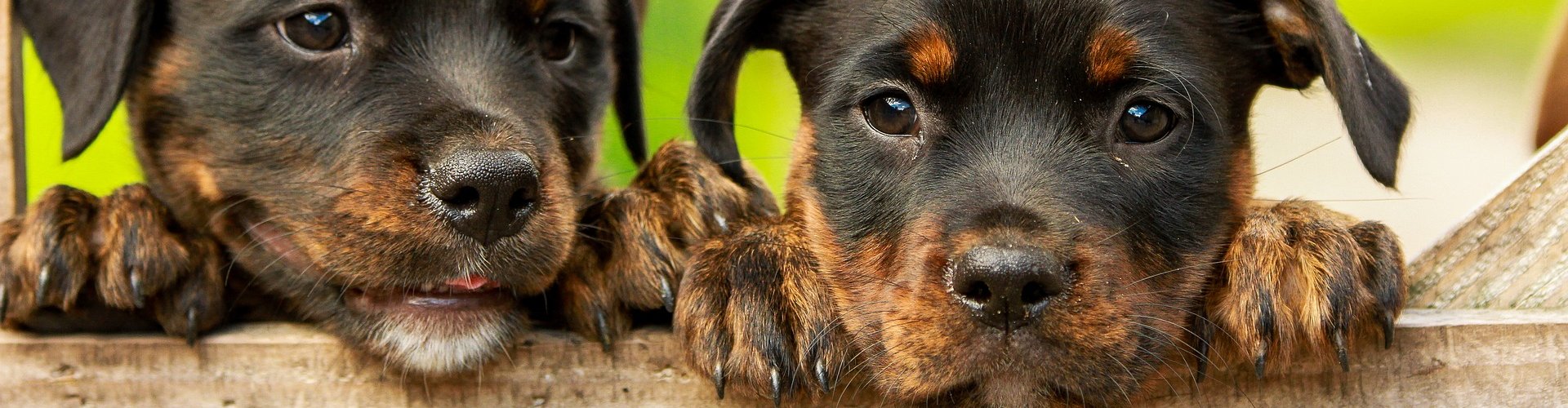 Vaccinatie hond | Dierenkliniek de Ark